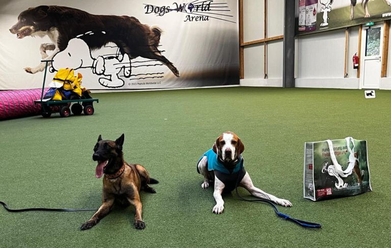 Obedience Prüfung in der „Working dogs Arena“