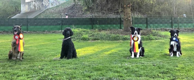 Obedience Prüfung VdH Mauer